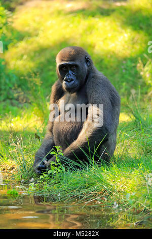 Pianura occidentale (gorilla Gorilla gorilla gorilla),femmina adulta si siede vicino all'acqua,captive Foto Stock