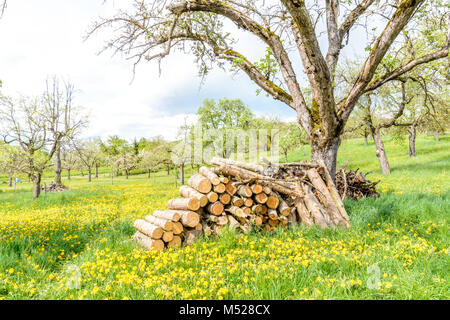 Pila di legname in frutteto in primavera alberi in fiore Foto Stock