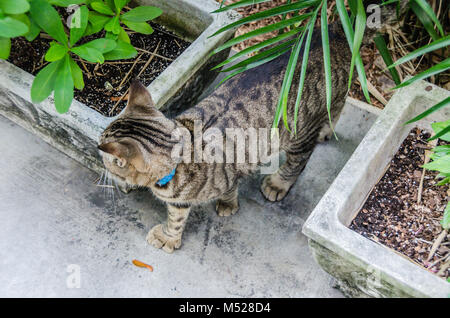 Un discendente del celebre autore del sei-toed cat prowls giardini di Ernest Hemingway Home and Museum. La Ernest Hemingway Home e il museo è h Foto Stock