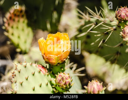 Fiore giallo, chiuso le gemme e gli aghi della colonna vertebrale su un Prickley pear cactus (Opuntia) impianto. Foto Stock