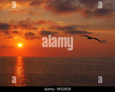 Tramonto sul mare,flying seagull,Forio,Ischia,Campania,Italia Foto Stock