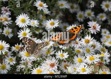 Farfalle sui margherite Foto Stock