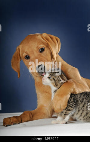 Il Labrador Retriever,giallo,cucciolo 9 settimane leccare gattino,sgombro,8 settimane Foto Stock