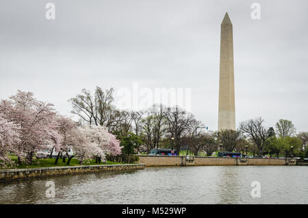 The Washington Monument surrounded by blooming cherry blossoms during the annual festival in Washington D.C. Foto Stock