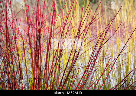 Cornus alba 'Sibirica'. Siberian sanguinello colorati di rosso nasce in inverno. RHS Wisley Gardens, Surrey, Inghilterra Foto Stock