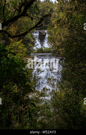 Aniwaniwa cade nascosti nella foresta Foto Stock