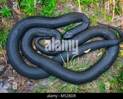 Tasmanian Tiger Snake Notechis scutatus,uno dei più serpenti velenosi sulla terra Foto Stock