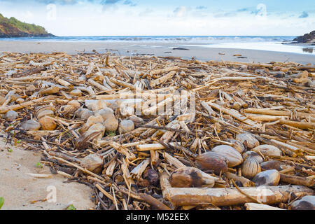 Legno e noci di cocco sulla spiaggia al tramonto kawaii hawaii Foto Stock