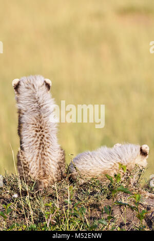 Cheetah cubs seduto in erba Foto Stock