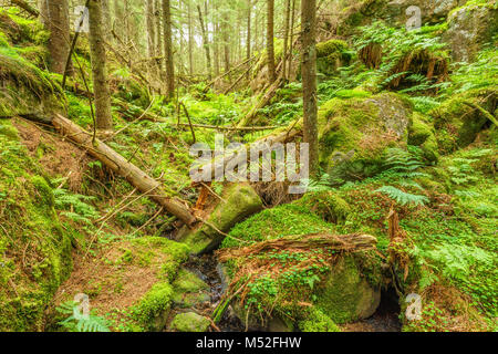 La caduta di alberi in una foresta precedente il burrone Foto Stock