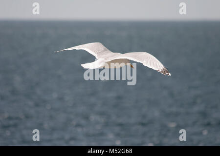 Gabbiano comune Larus canus scivolare sul mare Dancing Ledge Isle of Purbeck,Dorset,Inghilterra Foto Stock