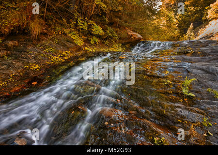 Bosco selvatico in autunno Foto Stock