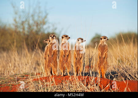 Famiglia di meerkats crogiolarsi al mattino presto sun. Foto Stock