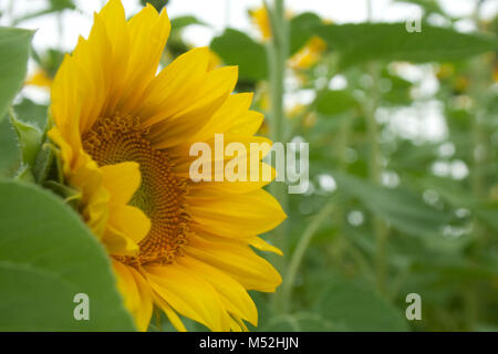 Vicino la vista laterale dei semi di girasole Foto Stock