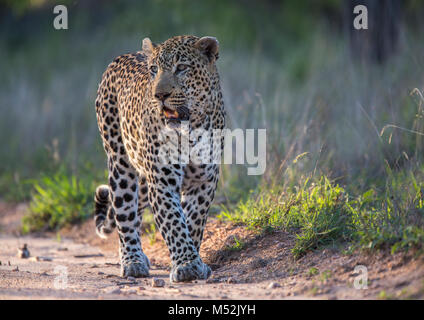 Maschio di leopard (Panthera pardus) a piedi nella luce calda del sole Foto Stock