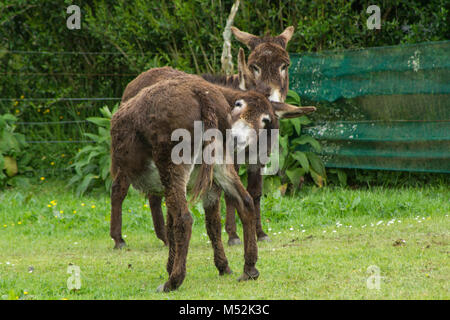 Asini su un campo verde Foto Stock