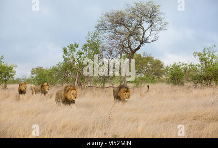 Vista panoramica di quattro leoni maschio (Panthera leo) con grande nero manes camminando in open veld Foto Stock