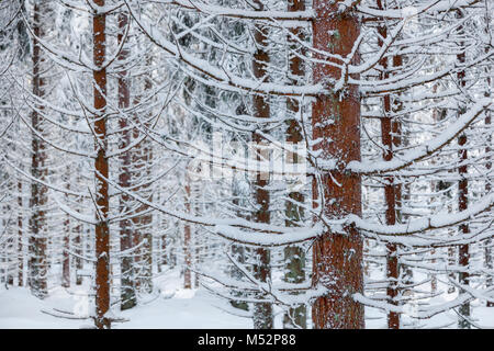 Abete rosso con la neve sui rami della foresta Foto Stock