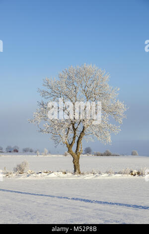 Albero solitario in un campo invernale Foto Stock