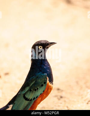 Superba starling chiamato Lamprotornis superbus Foto Stock