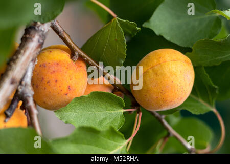 Fragranti mature succosa albicocche su un ramo con foglie di colore verde Foto Stock