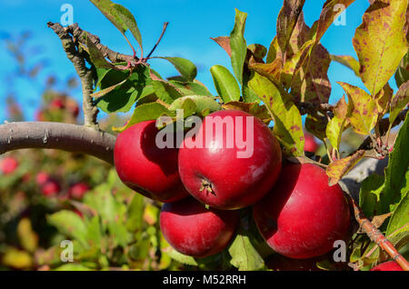 Red Delicious sul ramo a Goolds Frutteto, scegliere la vostra raccolta apple farm in Castleton, New York, Stati Uniti d'America. Foto Stock