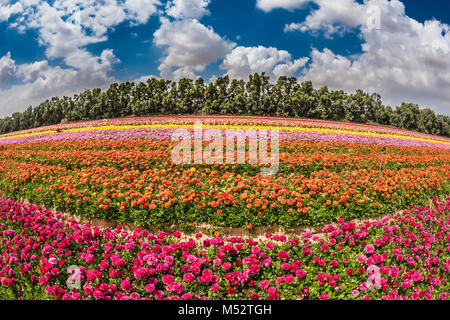 Campo di renoncules strisce crescente Foto Stock