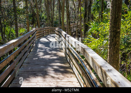 Il Boardwalk attraverso sabal palms lungo la molla blu ingresso off fiume del St Johns a molla blu Parco dello Stato nella Città di arancia, Florida. Foto Stock