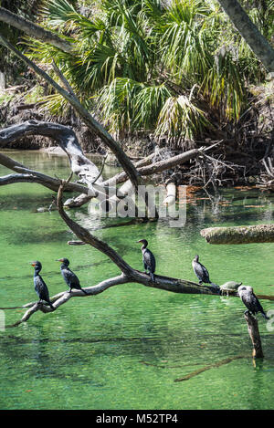 Cormorani a doppio crestato (Phalacrocorax auritus) che si solano sulle acque verdi cristalline al Blue Spring state Park nella contea di Volusia, Florida. (USA) Foto Stock