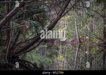 Scenic natural Florida vista navigabile a molle Homosassa Wildlife stato parco vicino la costa del Golfo del Messico a Homasassa, Florida. (USA) Foto Stock