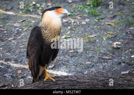 Crested caracara (Caracara cheriway) a molle Homosassa Wildlife parco dello stato sulla costa del Golfo della Florida. (USA) Foto Stock