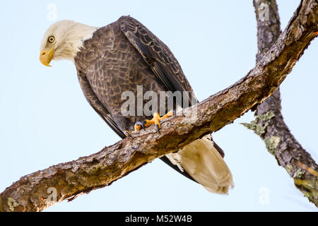 Aquila calva appollaiato su un ramo di albero Foto Stock