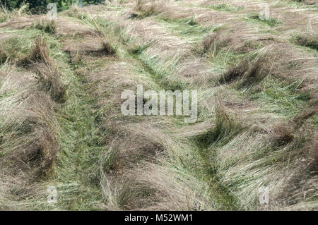 Fresca di fieno falciato essiccamento in righe Foto Stock