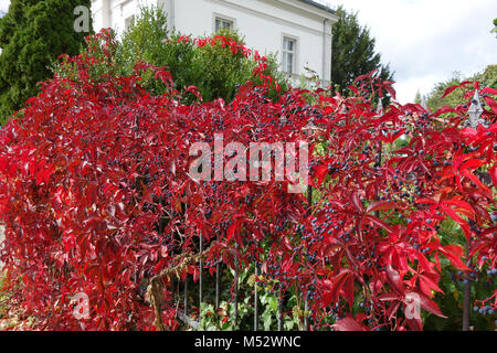 Parthenocissus quinquefolia, virginian superriduttore Foto Stock