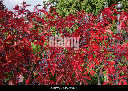 Parthenocissus quinquefolia, virginian superriduttore Foto Stock