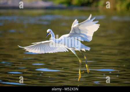 La Garzetta nevoso è volare a Malibu Lagoon Foto Stock