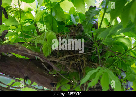 Tordo uccello nel nido ad albero Foto Stock