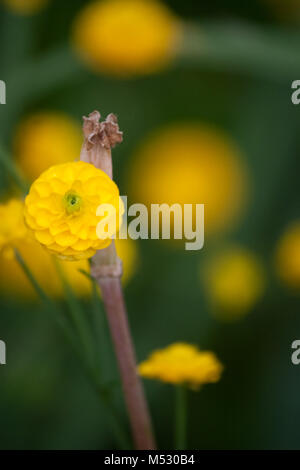 Il giallo Fiore Dahlia Foto Stock