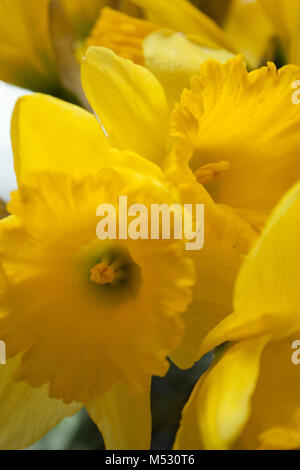 Giallo sfondo Daffodil Foto Stock