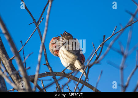 La casa Finch appollaiate sul ramo di albero Foto Stock