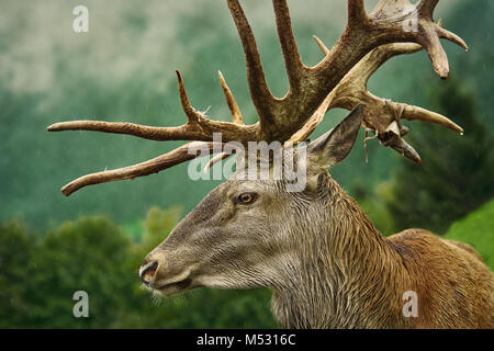 Maschio dei cervi rossi Foto Stock