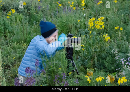Donna Fotografie di fiori di campo estivo in Crested Butte, Colorado Foto Stock