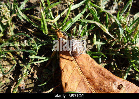 Araneus quadratus, quattro spot orb-weaver Foto Stock