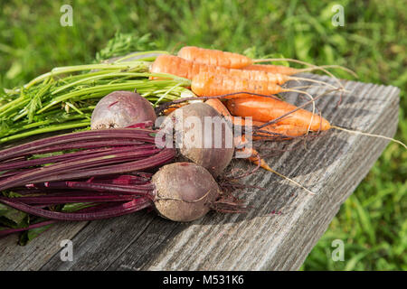 Le barbabietole e le carote dai letti su vecchie schede madri Foto Stock
