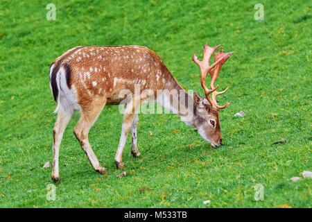 Cervi pascolare sui prati Foto Stock