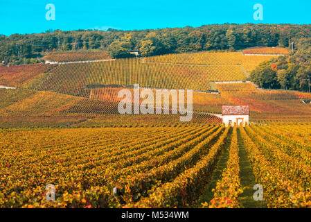Vigneti nella stagione autunnale, Borgogna, Francia Foto Stock