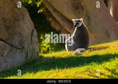 Madagascar lemure dell Foto Stock