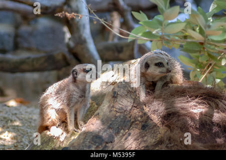 Meerkats a Paignton Zoo nel Devon, Regno Unito Foto Stock