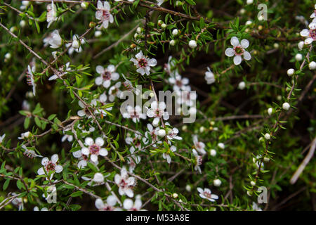 Miele di Manuka fiore ad albero Foto Stock