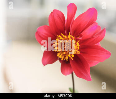 Scarlet Dahlia in primo piano in una giornata di vento Foto Stock